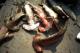 Endangered Sharks Served At US Restaurants